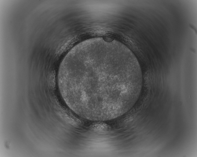 X0000100900642200807220952