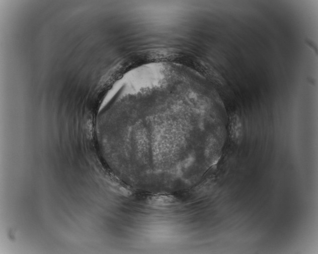 X0000100900716200807220951