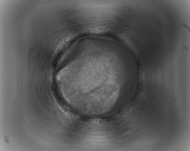 X0000100900736200807220951