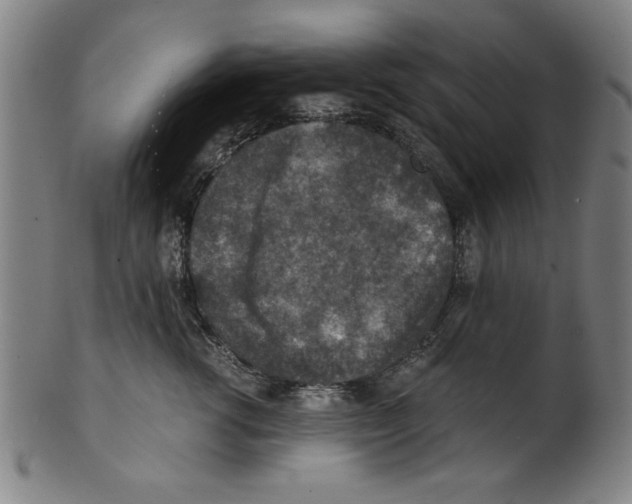 X0000100900762200807220951