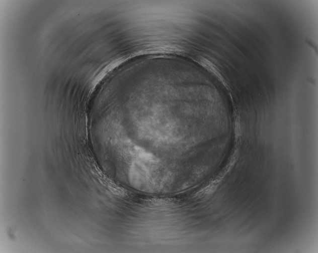 X0000100900781200807220950