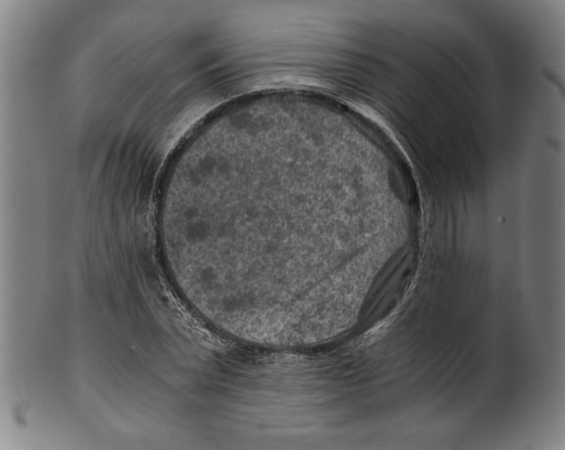 X0000100900783200807220950