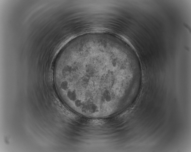 X0000100900835200807220950