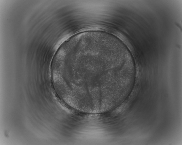 X0000100900858200807220950