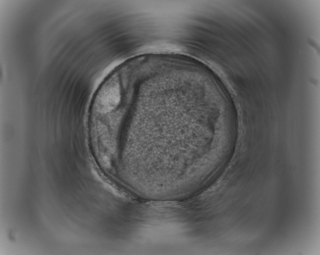 X0000100900864200807220950