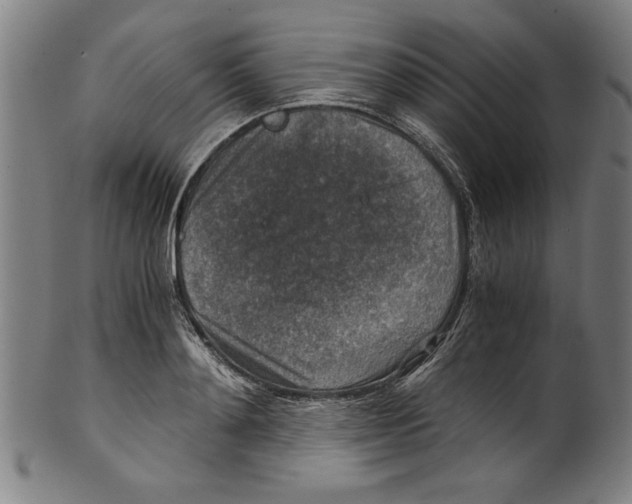 X0000100900892200807220949