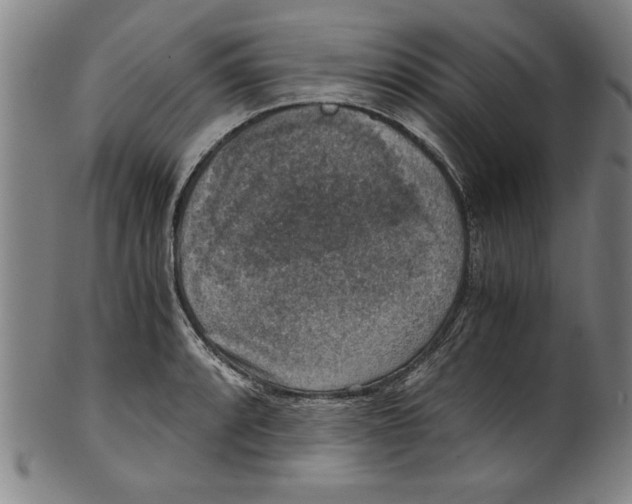 X0000100901088200807220946