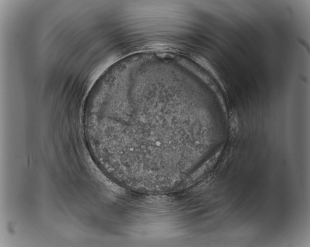 X0000100901091200807220946