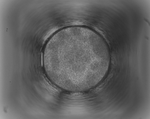 X0000100901171200807220944