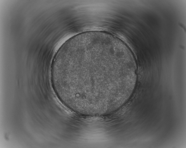 X0000100901187200807220944