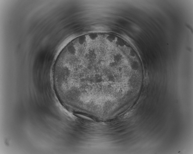 X0000100901243200807220944