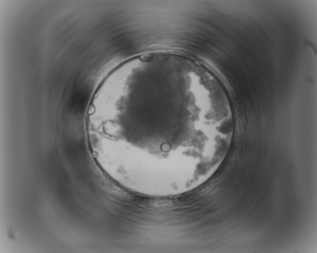 X0000100901291200807220943