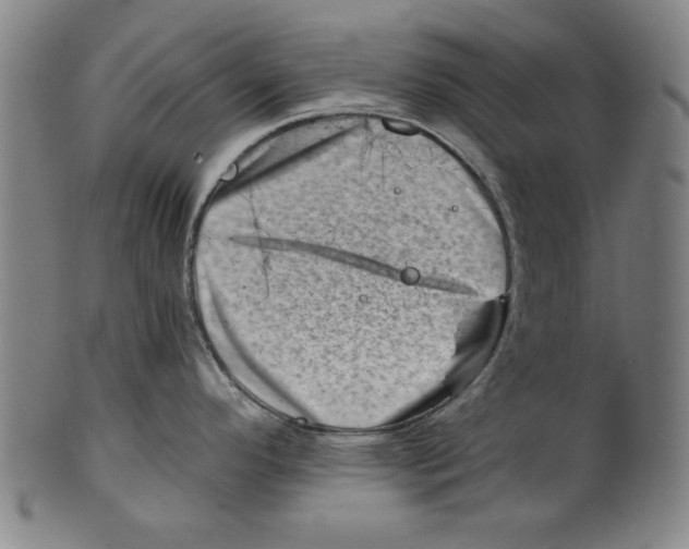 X0000100901296200807220942