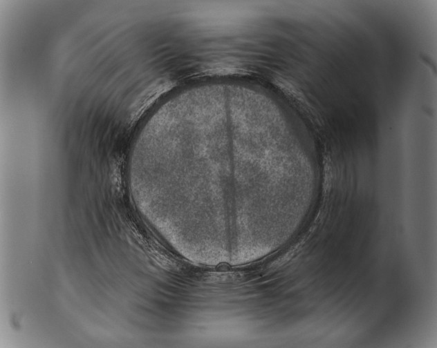 X0000100901305200807220942