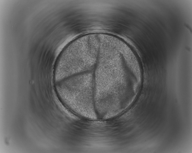 X0000100901333200807220942