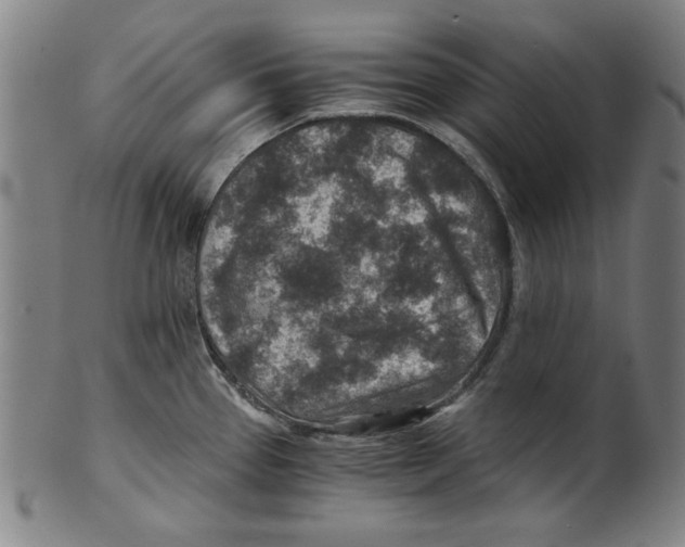 X0000100901337200807220942