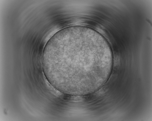 X0000100901338200807220942