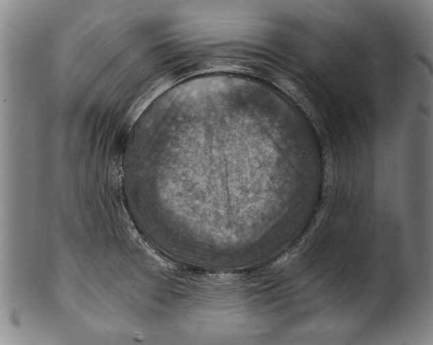 X0000100901377200807220941