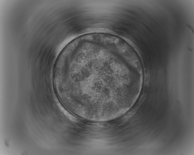 X0000100901438200807220941