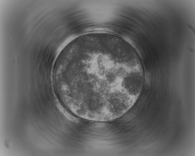 X0000100901482200807220940