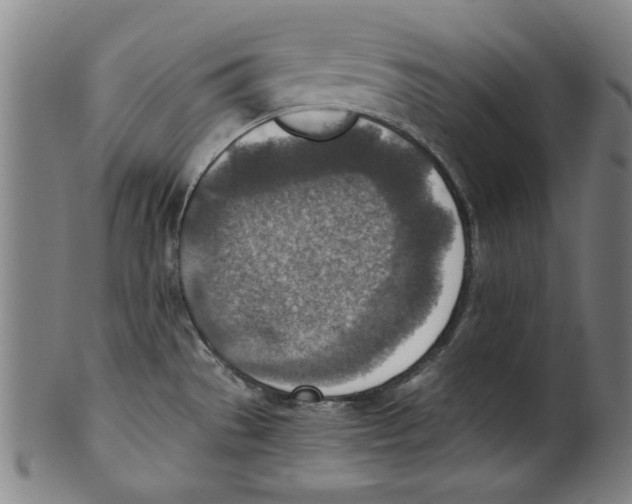 X0000100901529200807220939