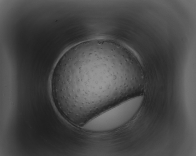 X0000100911483200806241041
