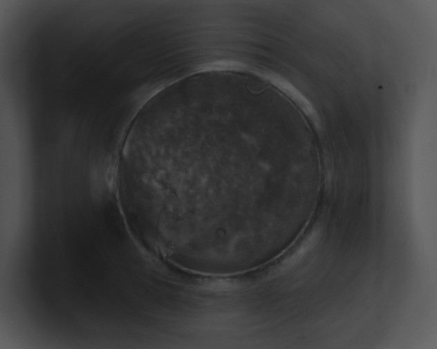 X0000100910945200806241310