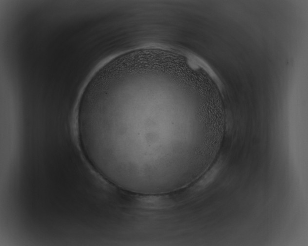 X0000100911048200806241309