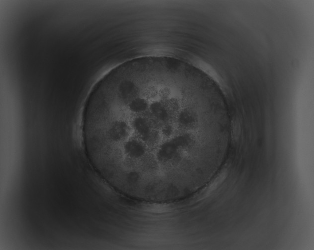 X0000100911071200806241308