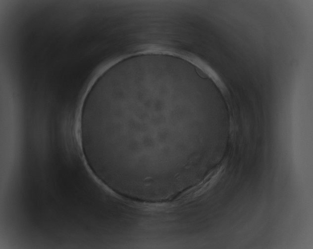 X0000100911247200806241306