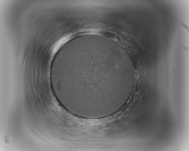 X0000100910006200807011254