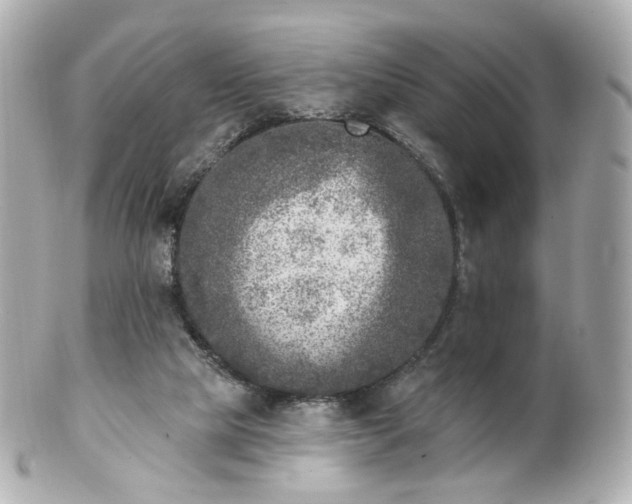 X0000100910065200807011253