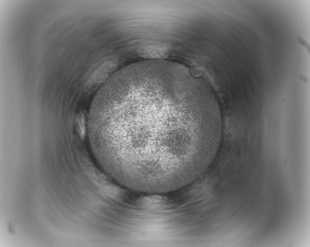 X0000100910069200807011253