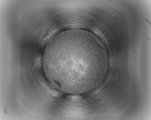 X0000100910165200807011252