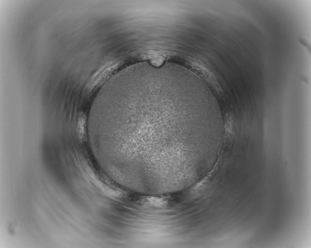 X0000100910166200807011252