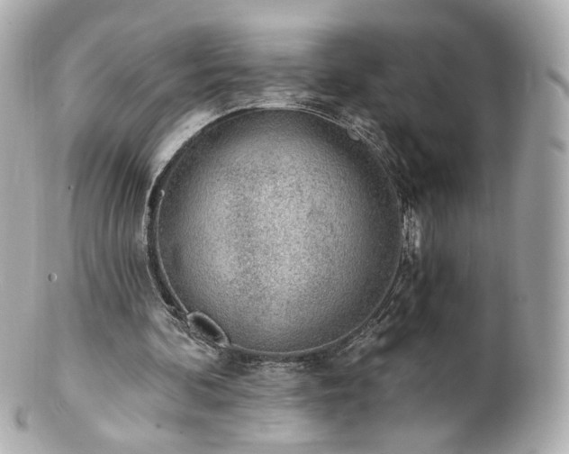 X0000100910292200807011250
