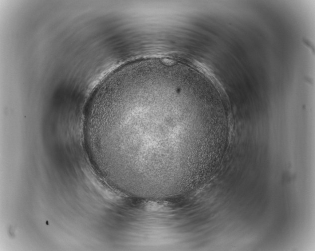 X0000100910346200807011249