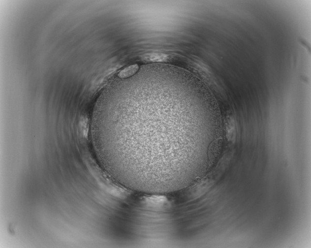 X0000100910374200807011249