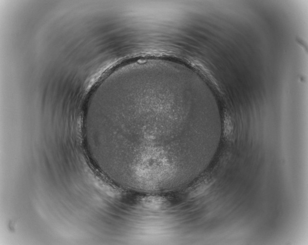 X0000100910444200807011247