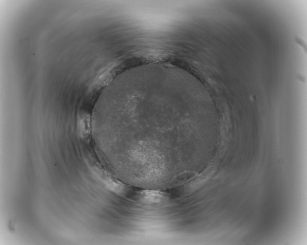 X0000100910528200807011246