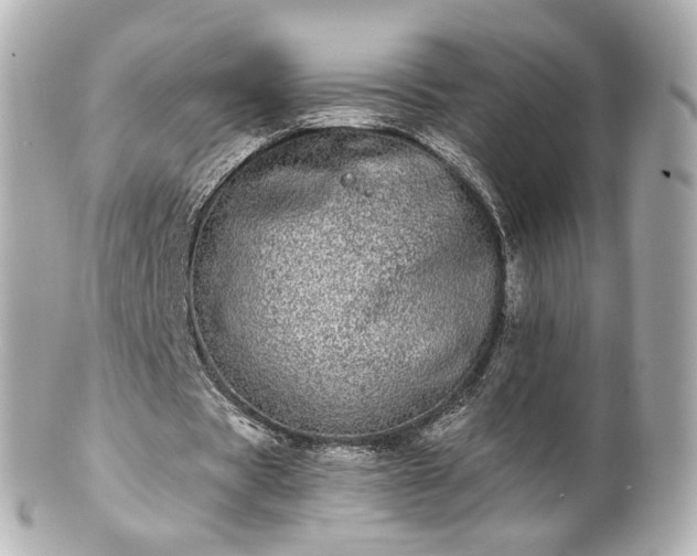 X0000100910529200807011246