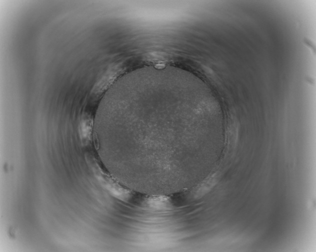X0000100910576200807011246