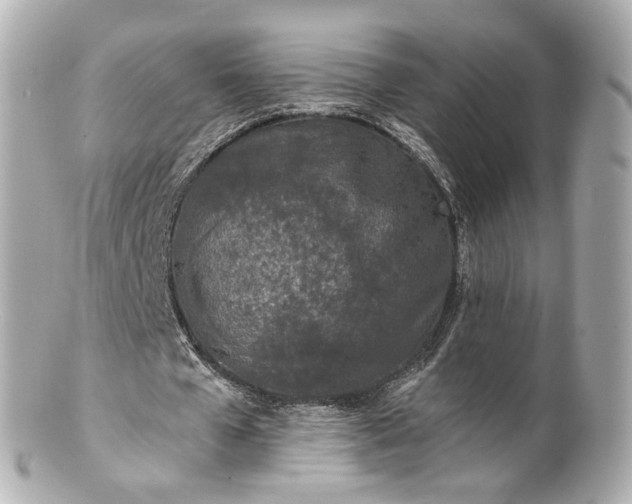 X0000100910577200807011246