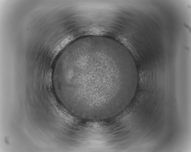 X0000100910679200807011244