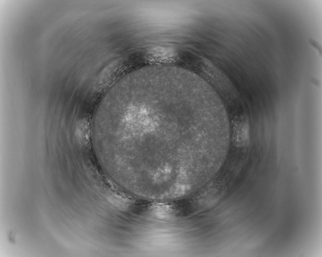 X0000100910701200807011244