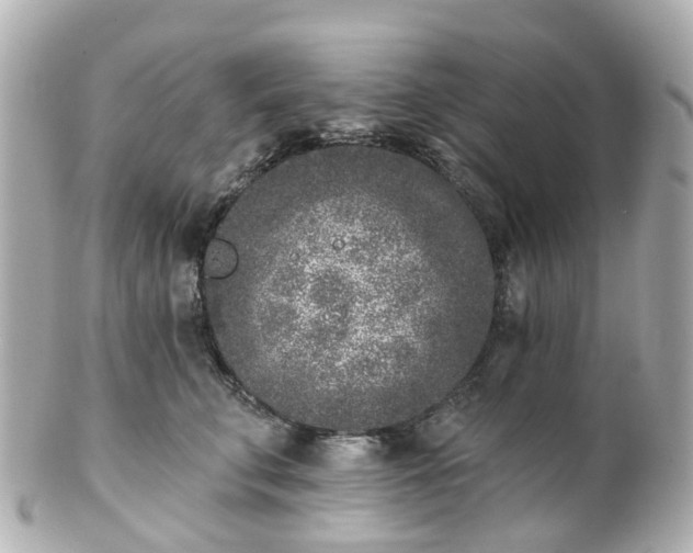 X0000100910711200807011244