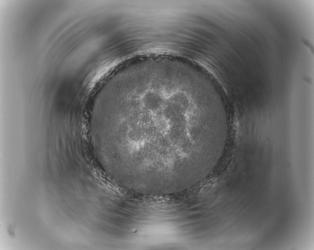X0000100910823200807011241