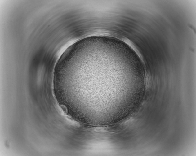 X0000100910861200807011242