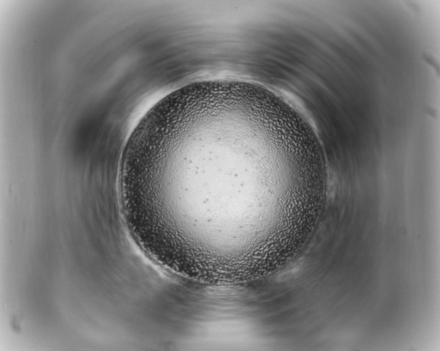 X0000100910863200807011242