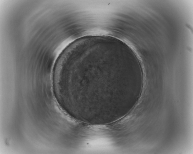 X0000100910864200807011242